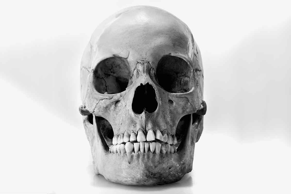 pic of human skull