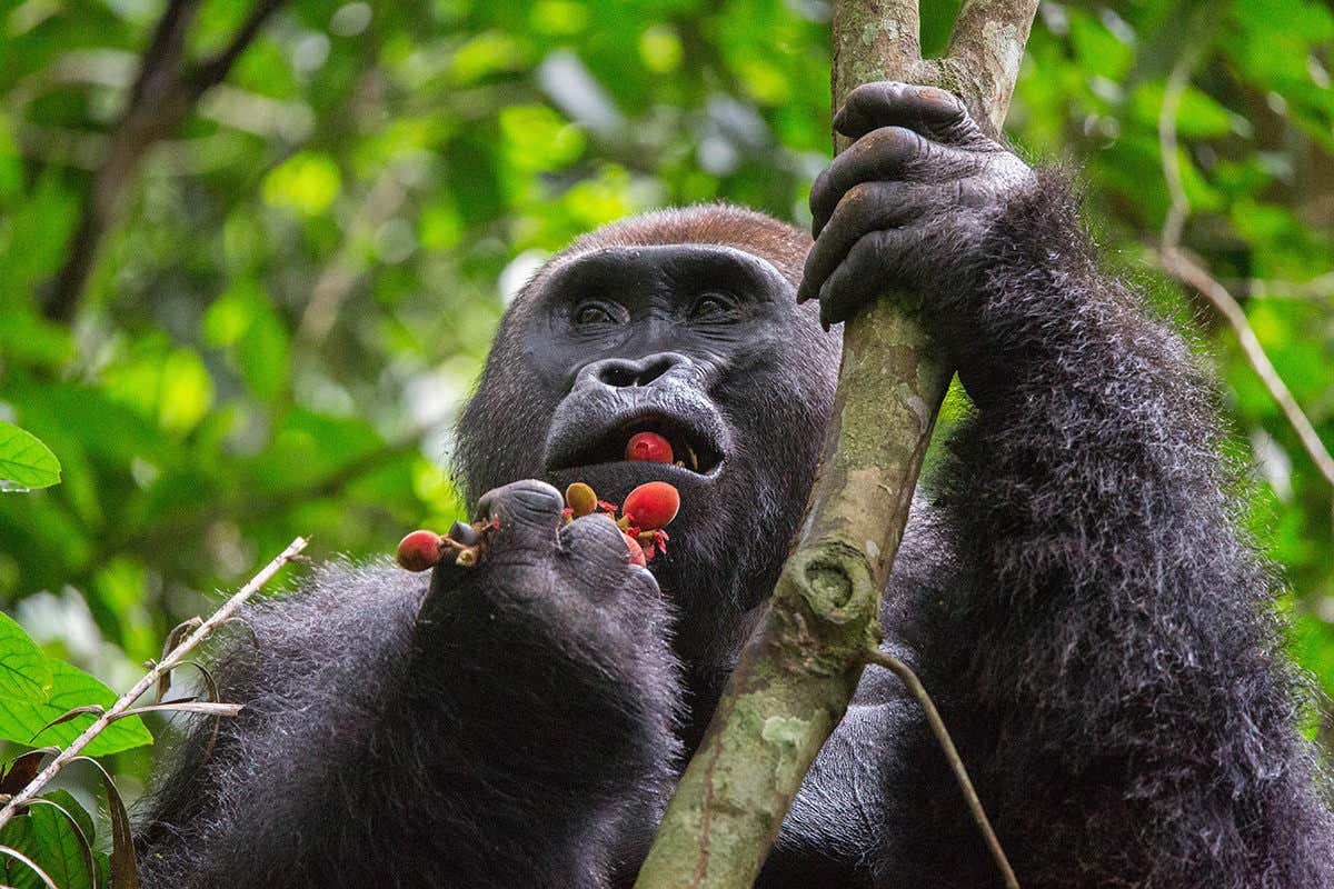 Gorillas may have evolved a way to beat a cheating berry plant