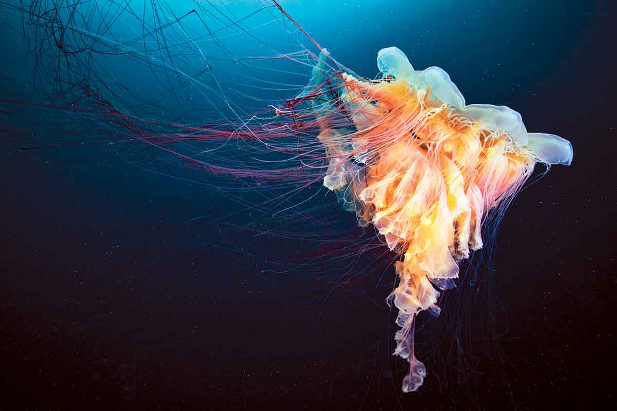 jellyfish