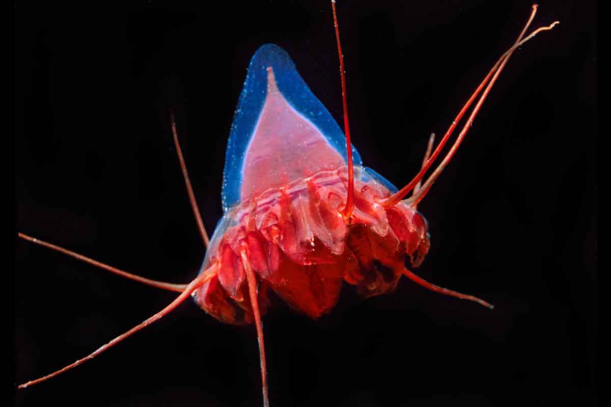 New Scientist. Science news and long reads from expert journalists, covering developments in science, technology, health and the environment on the website and the magazine.