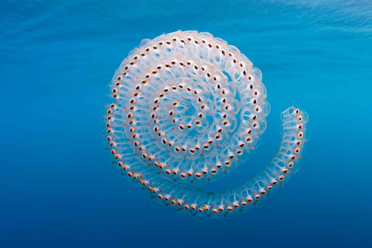 New Scientist. Science news and long reads from expert journalists, covering developments in science, technology, health and the environment on the website and the magazine.