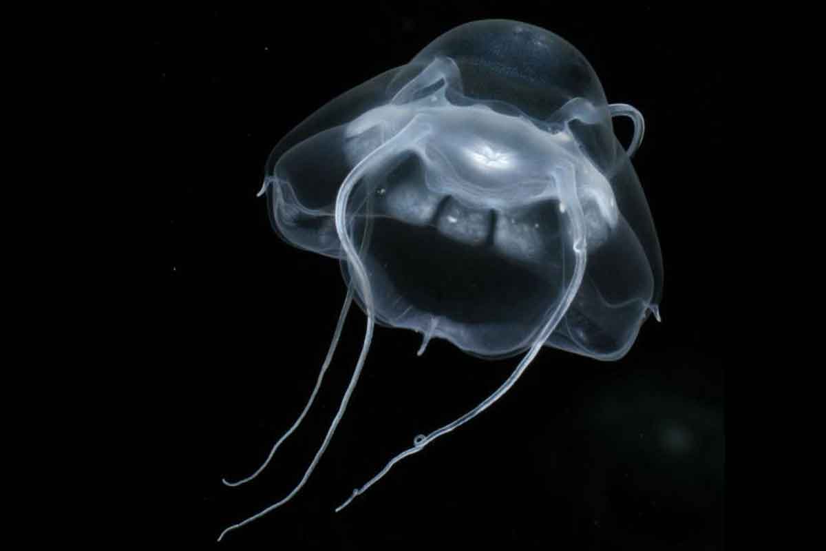 New Scientist. Science news and long reads from expert journalists, covering developments in science, technology, health and the environment on the website and the magazine.