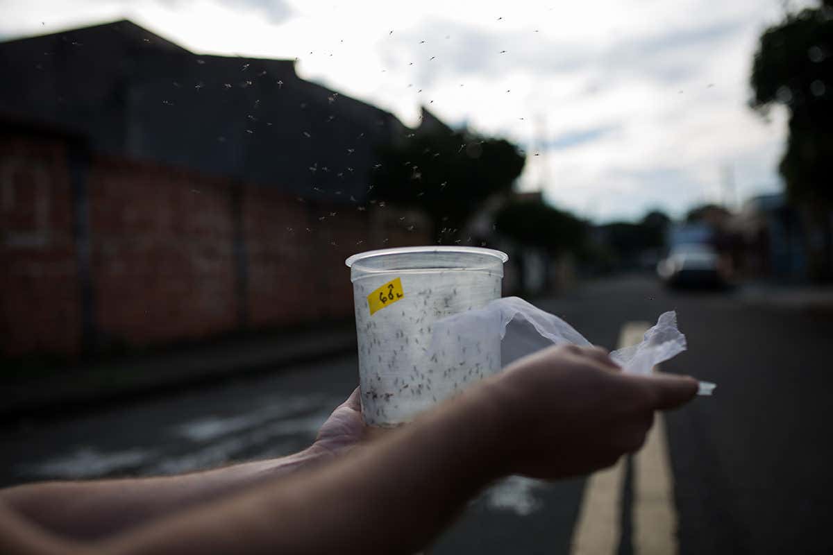 A technician releases genetically modified Aedes mosquitoes in Piracicaba, Brazil