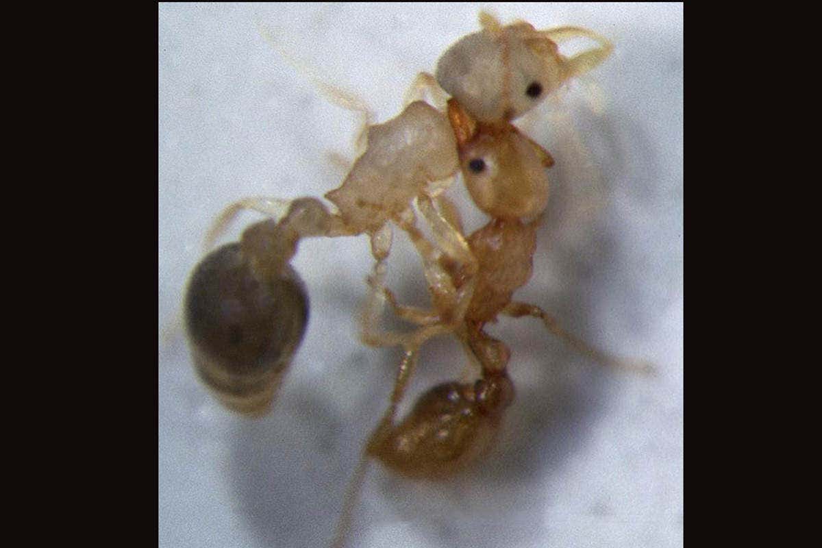 Cardiocondyla ants