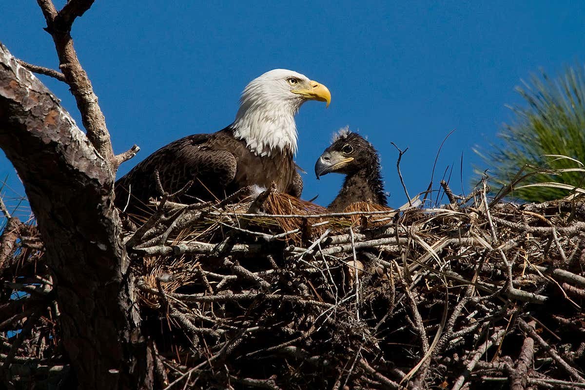 Starving bald eagle chicks hint at ecosystem collapse in Florida