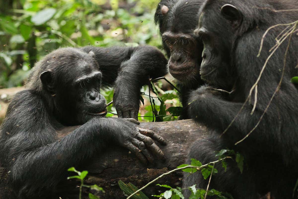 Chimps engage with experiment