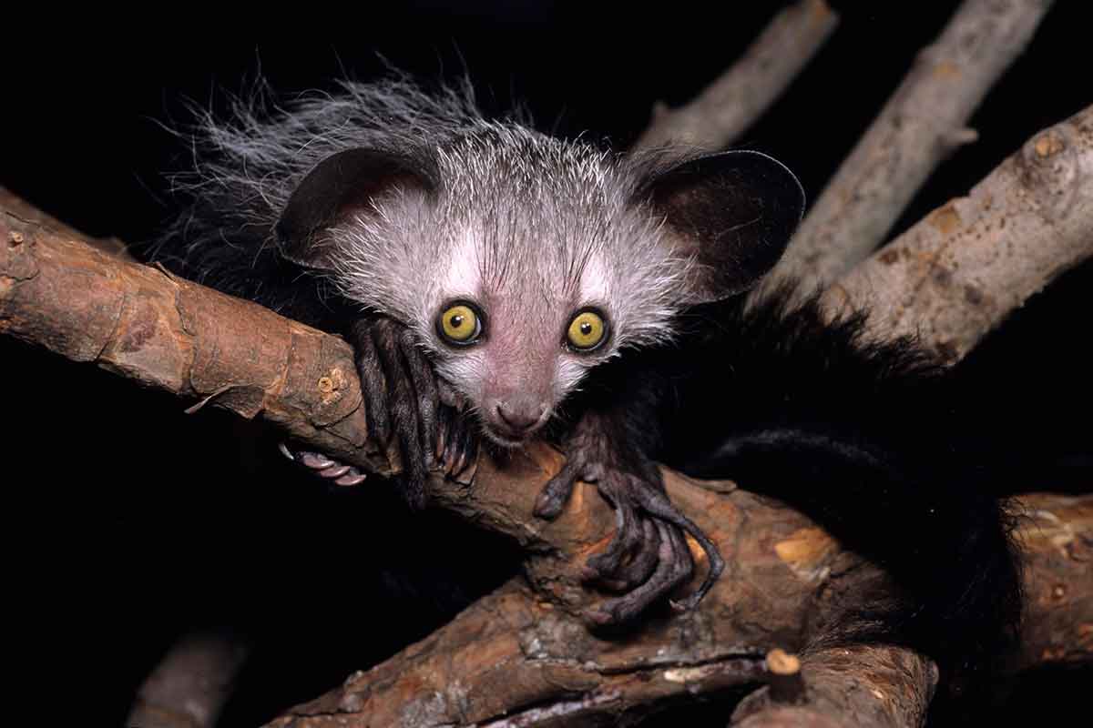 An aye-aye stares at the camera from a perching spot in a tree
