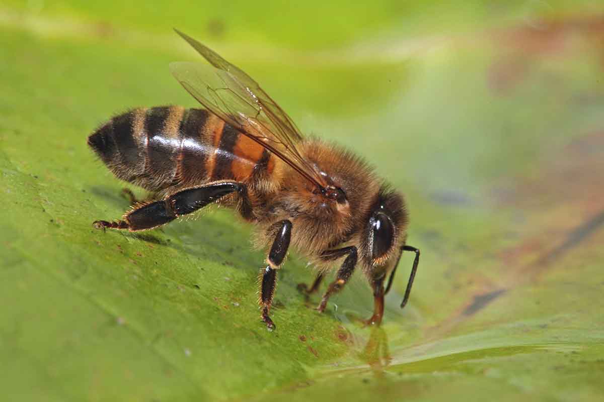 Bees drinking out of a puddle