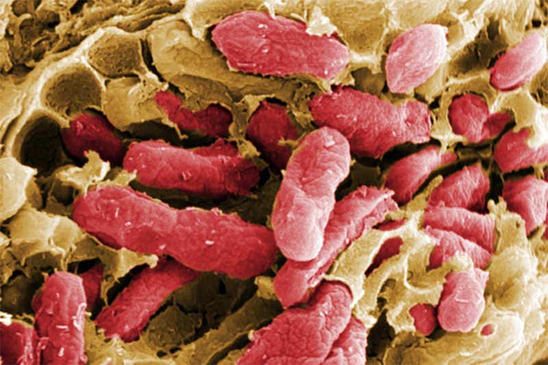 New Scientist. Science news and long reads from expert journalists, covering developments in science, technology, health and the environment on the website and the magazine.