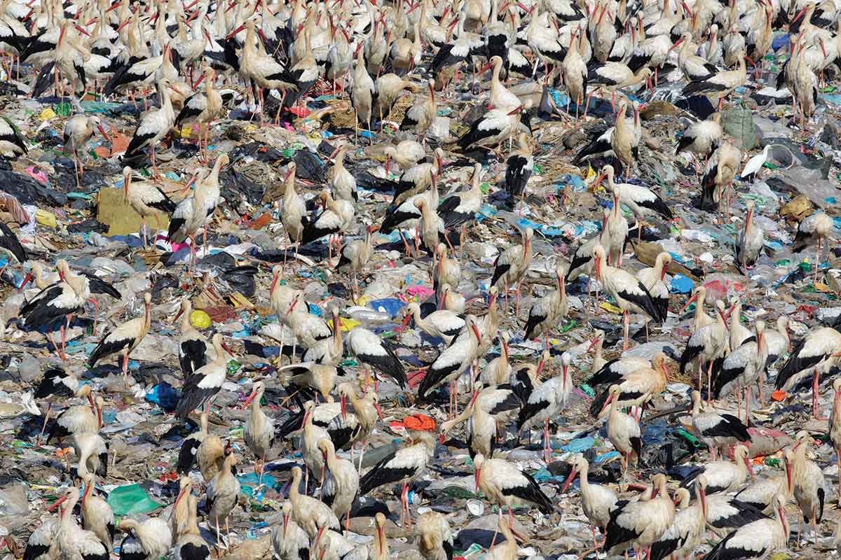 White storks feeding on landfill site