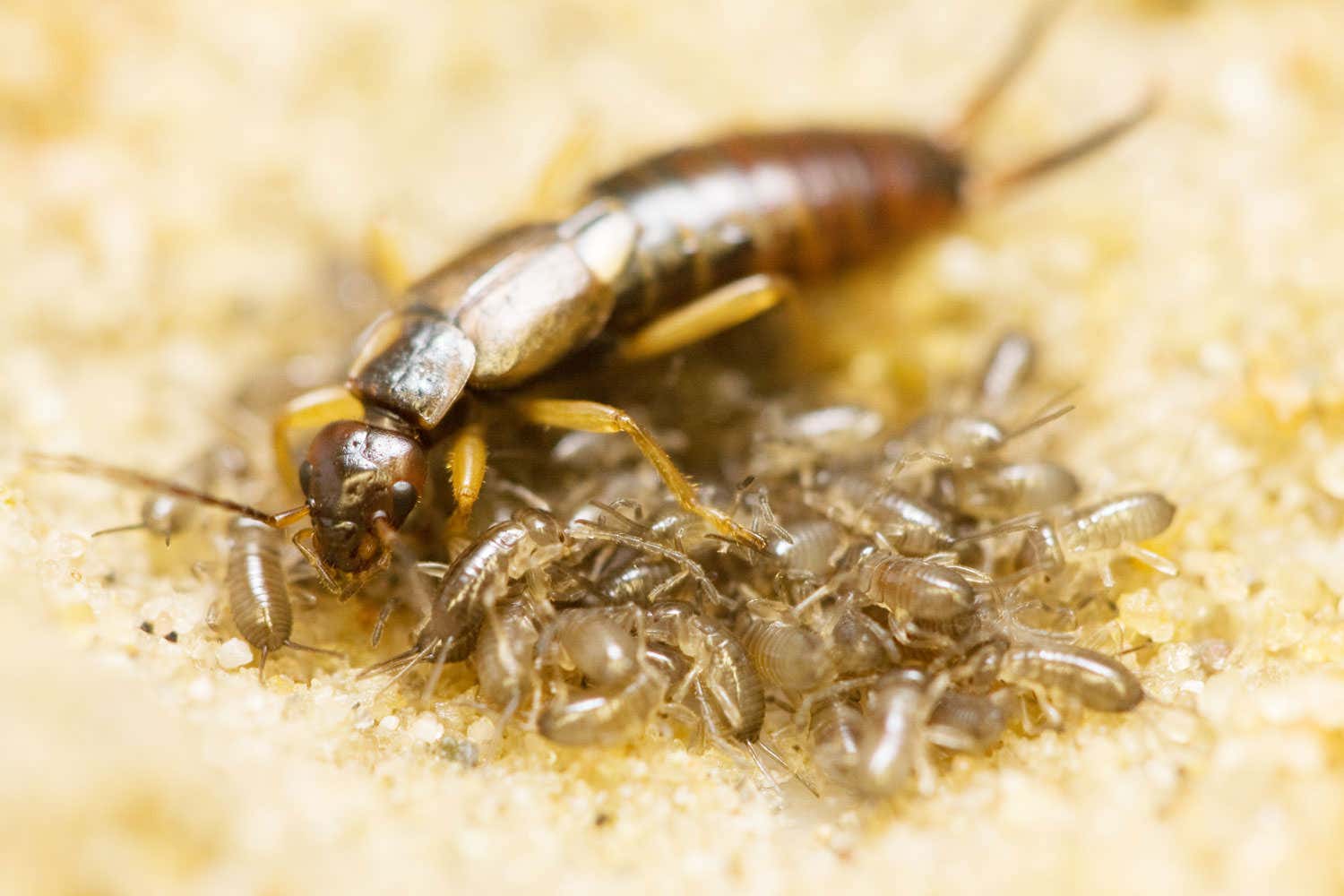 Eating each other’s faeces helps earwig young survive famine