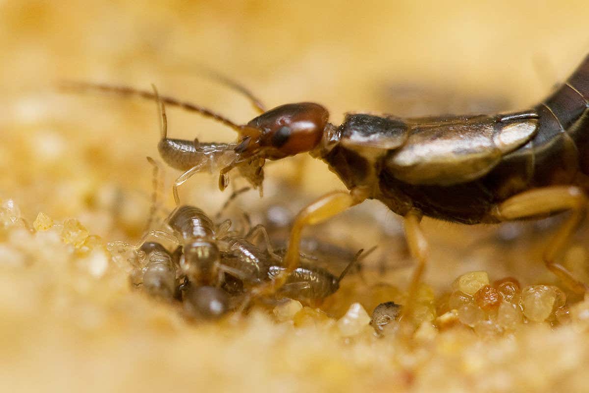 New Scientist. Science news and long reads from expert journalists, covering developments in science, technology, health and the environment on the website and the magazine.