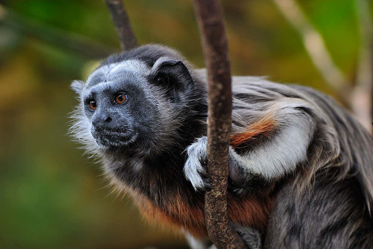 Close up of a white-footed tamarin