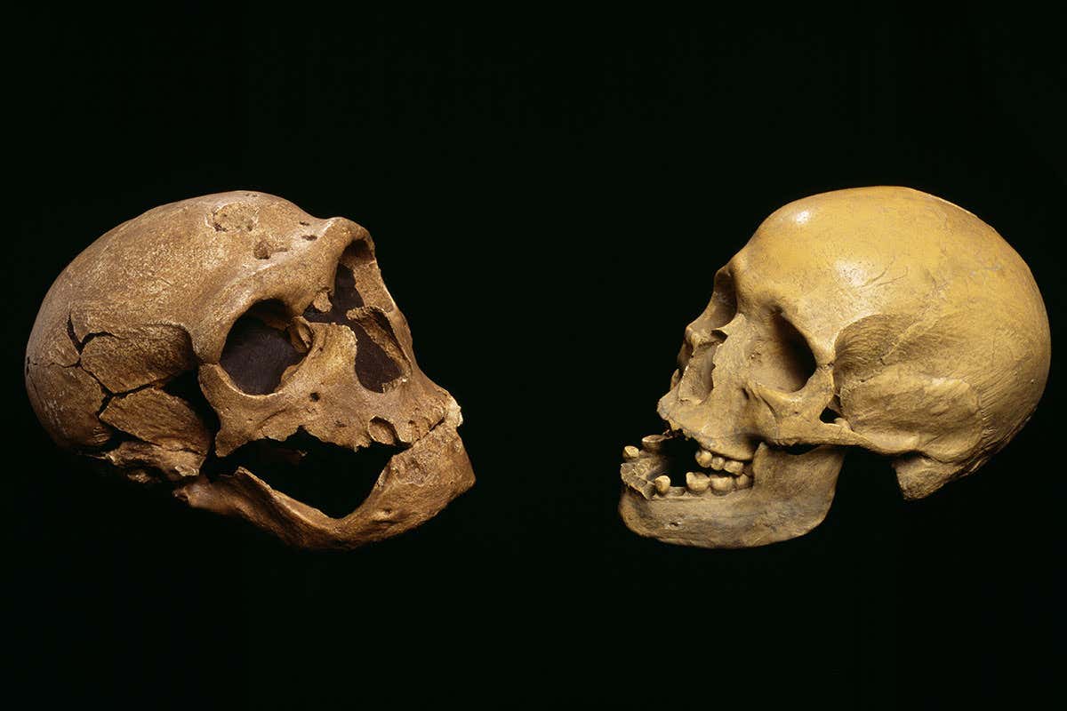 Neanderthal and human skulls side by side
