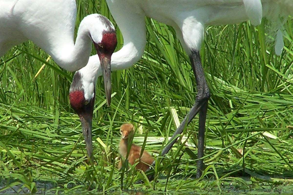 Two cranes in wetland with chick in the middle