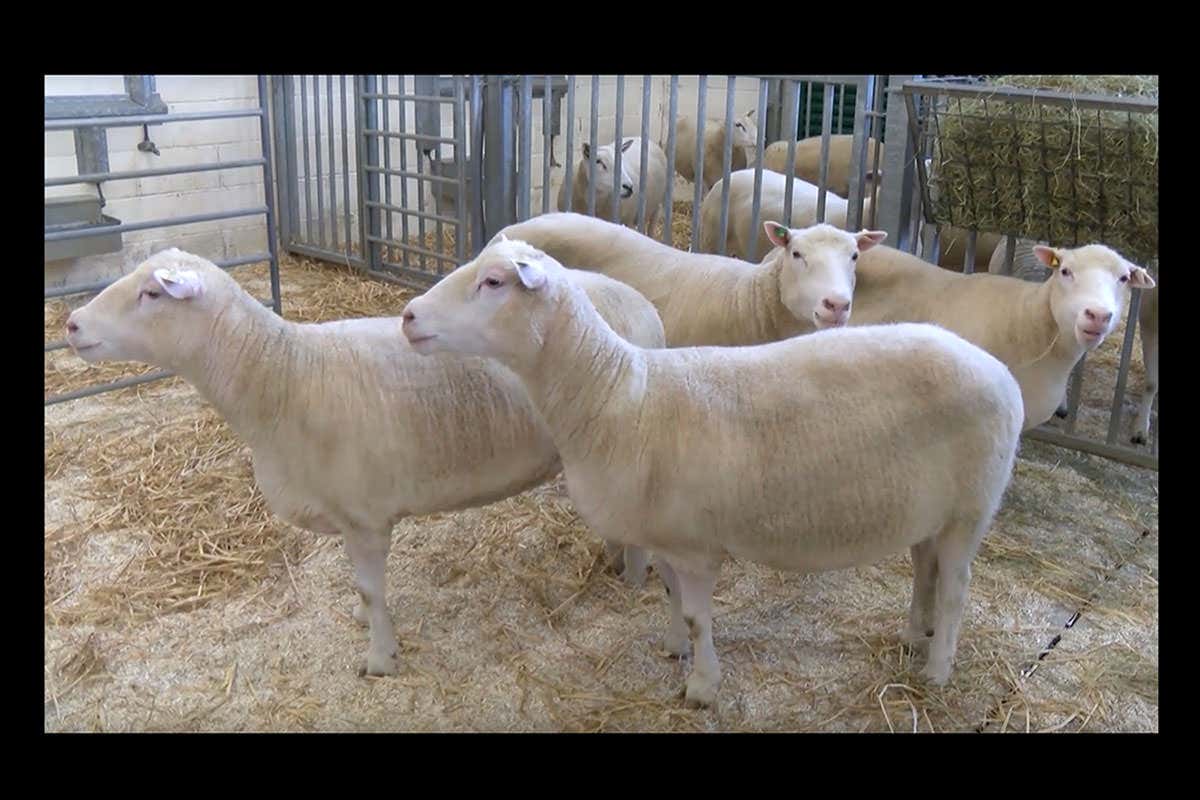 Four sheep that were cloned from the same animal as Dolly