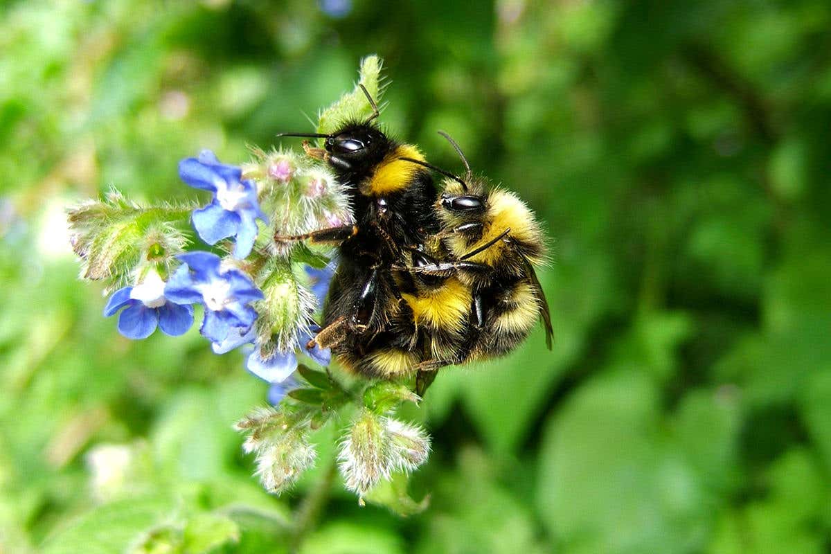 Controversial pesticides may be lowering the sperm count of bees