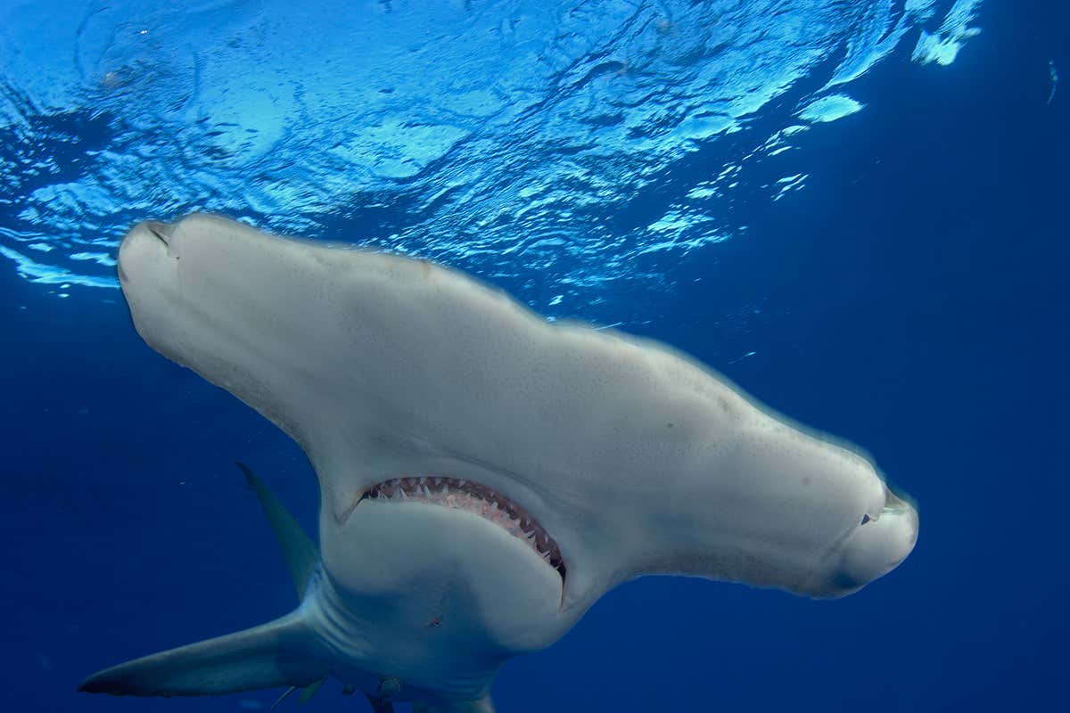 Hammerhead shark swims not far below water surface