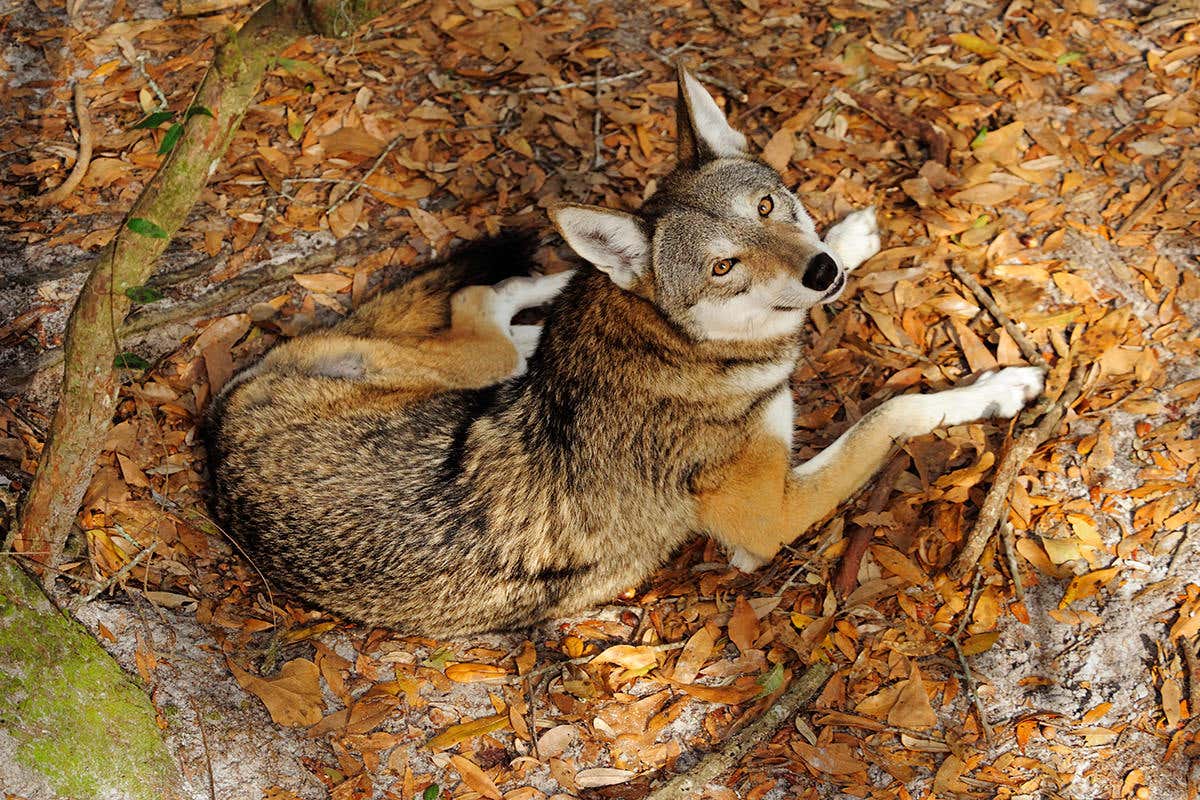 A red wolf