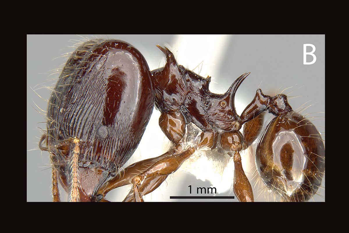 A major worker of the Pheidole drogon ant