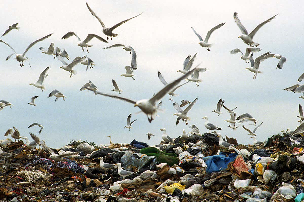 A flock of seagulls hovers over a landfill site