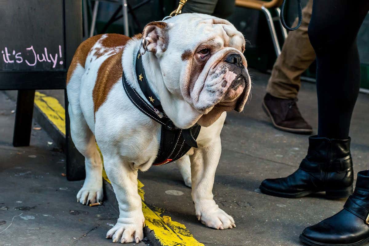 An English Bulldog