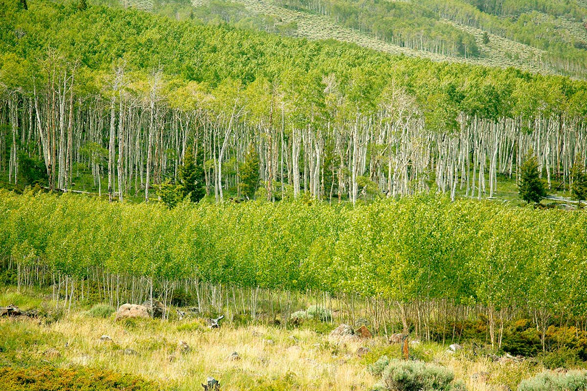 lots of slender aspens, pale trunks, bright green leaves, in two stands