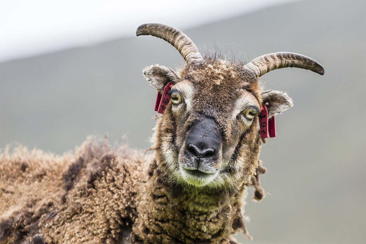 A Soay sheep