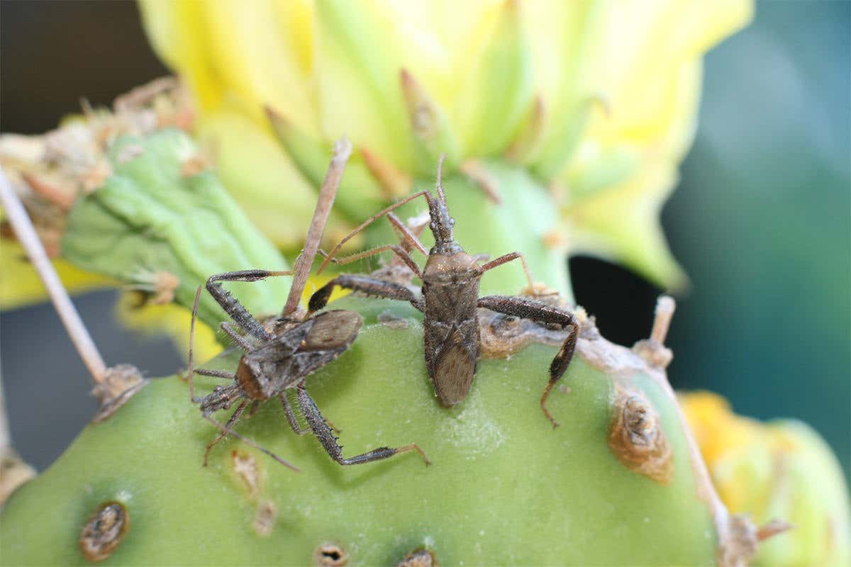 Cactus bugs compensate for lack of weapons with bigger balls