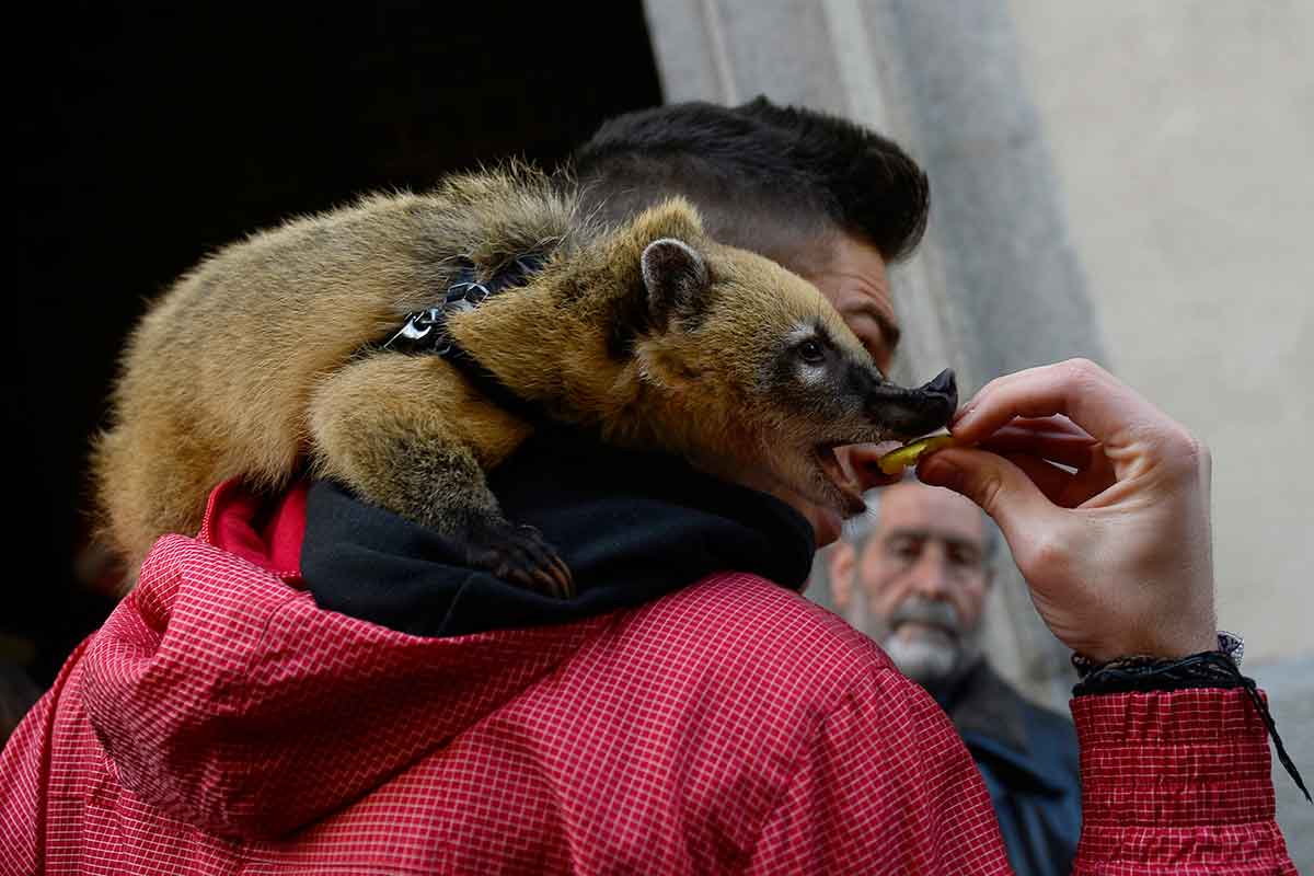A coati on a man's shoulder