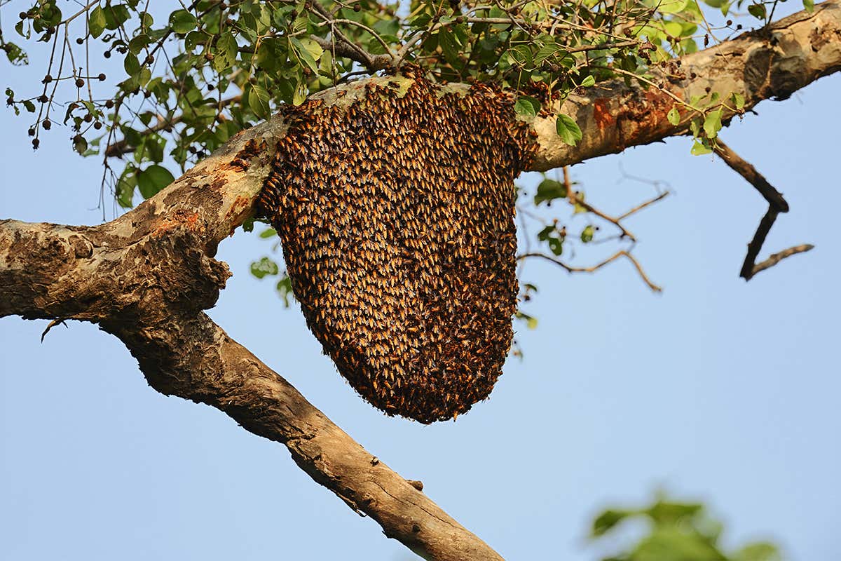 Mass of bees extending down from branch