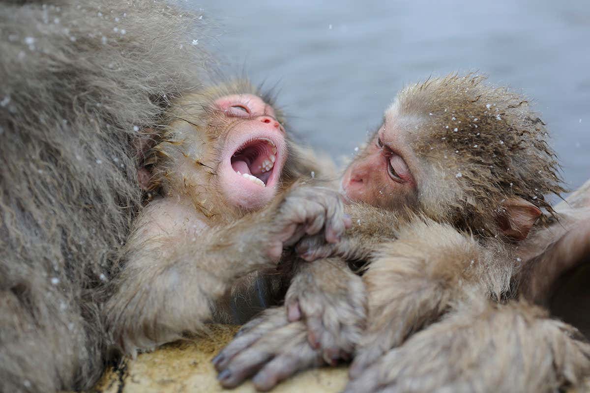Baby monkeys smile in their sleep - more so than human babies