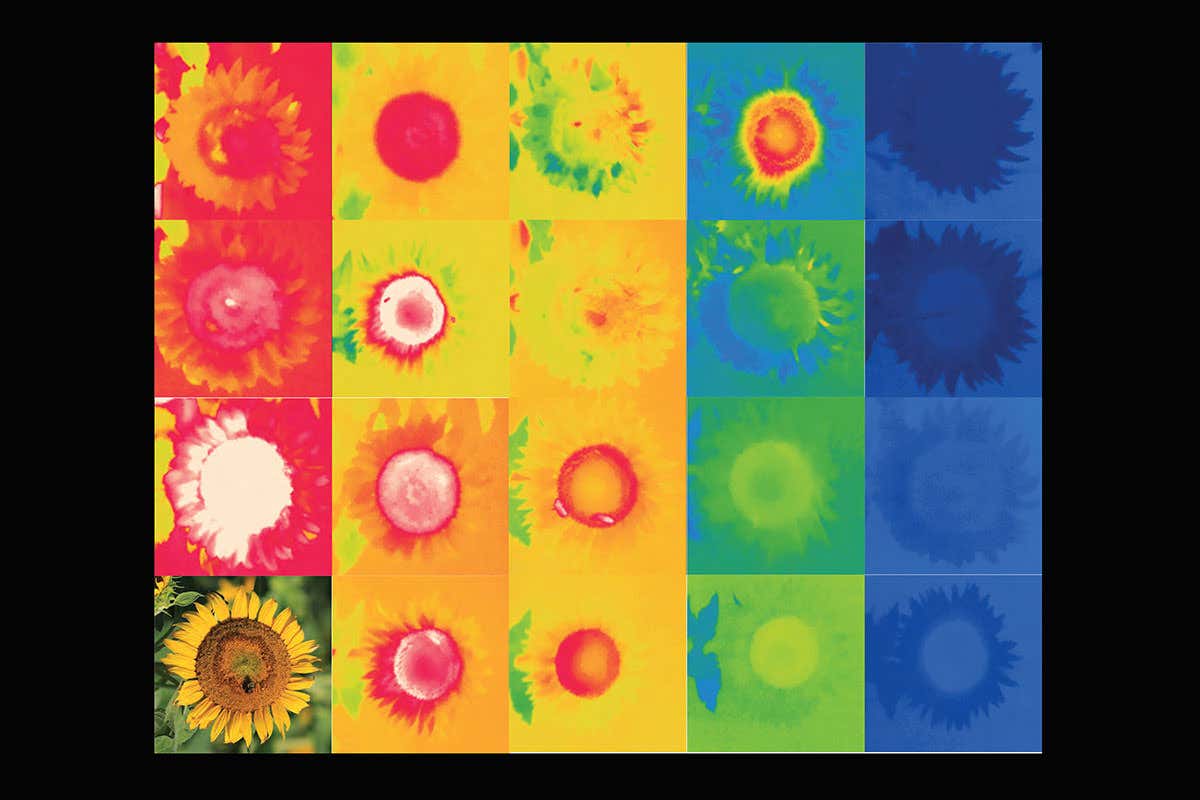 Infra red images show change in sunflower temperature over a day