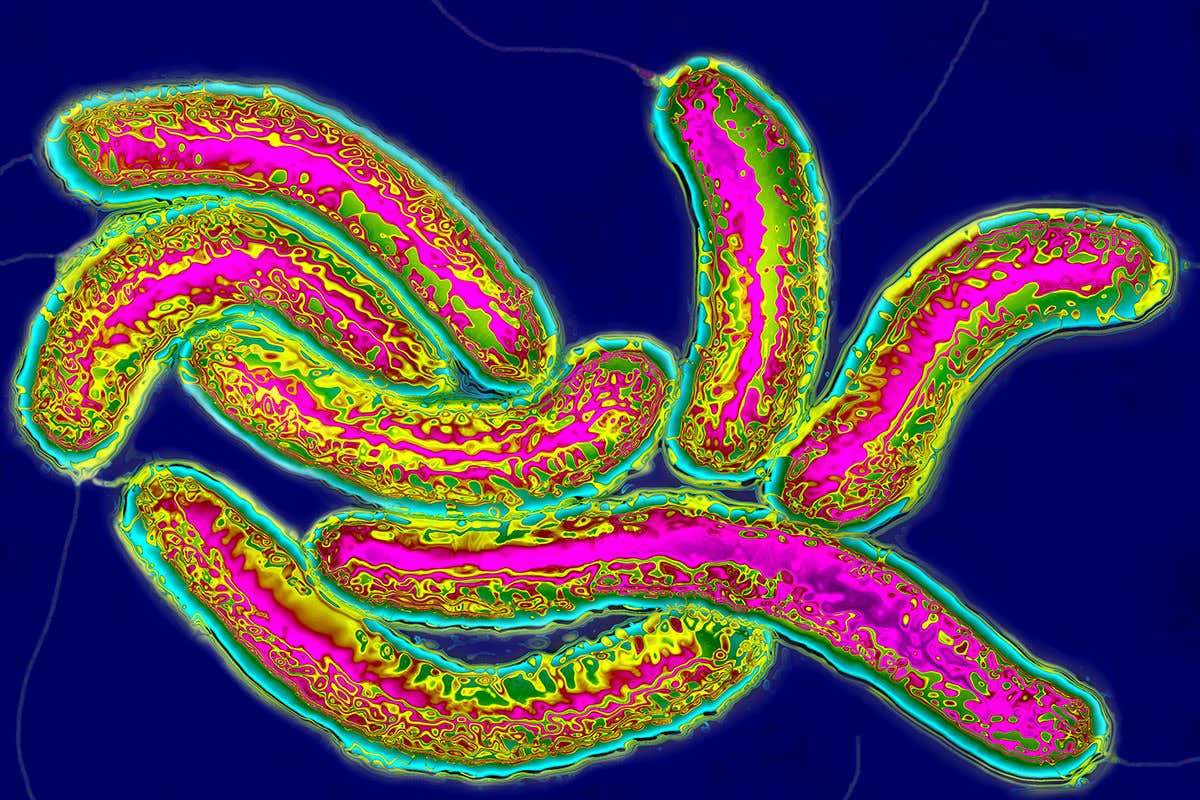 Vibrio cholerae bacteria