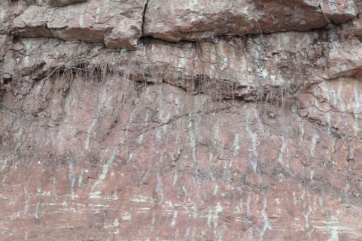 Rhizome traces seen as streaks in rock