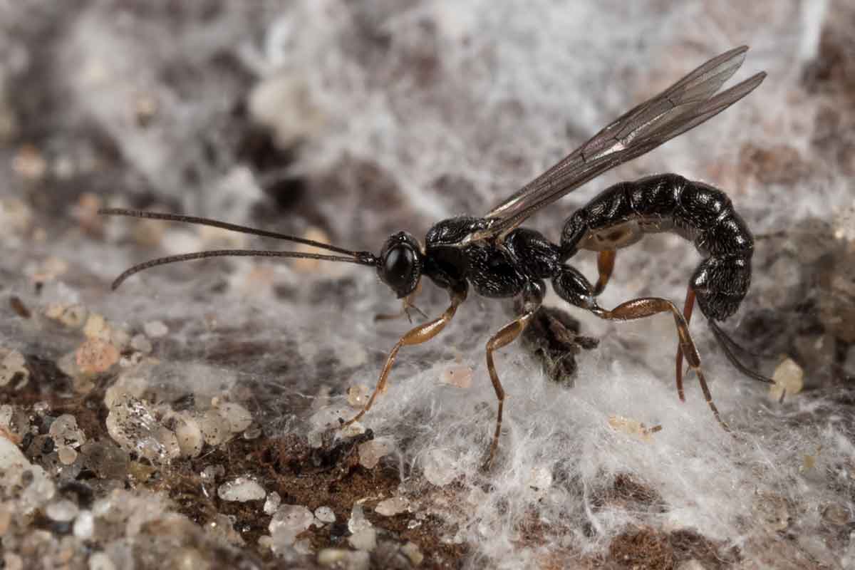Wasp sitting atop spider silk
