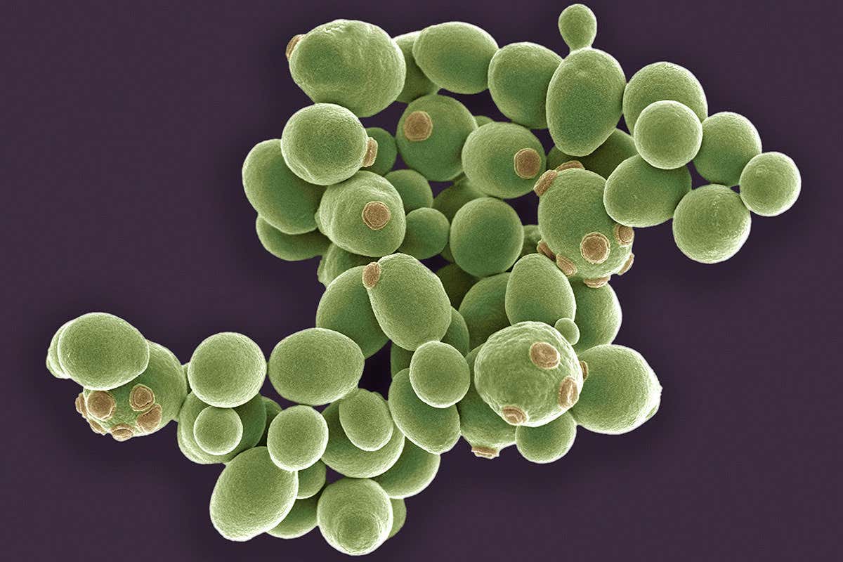 A clump of yeast cells