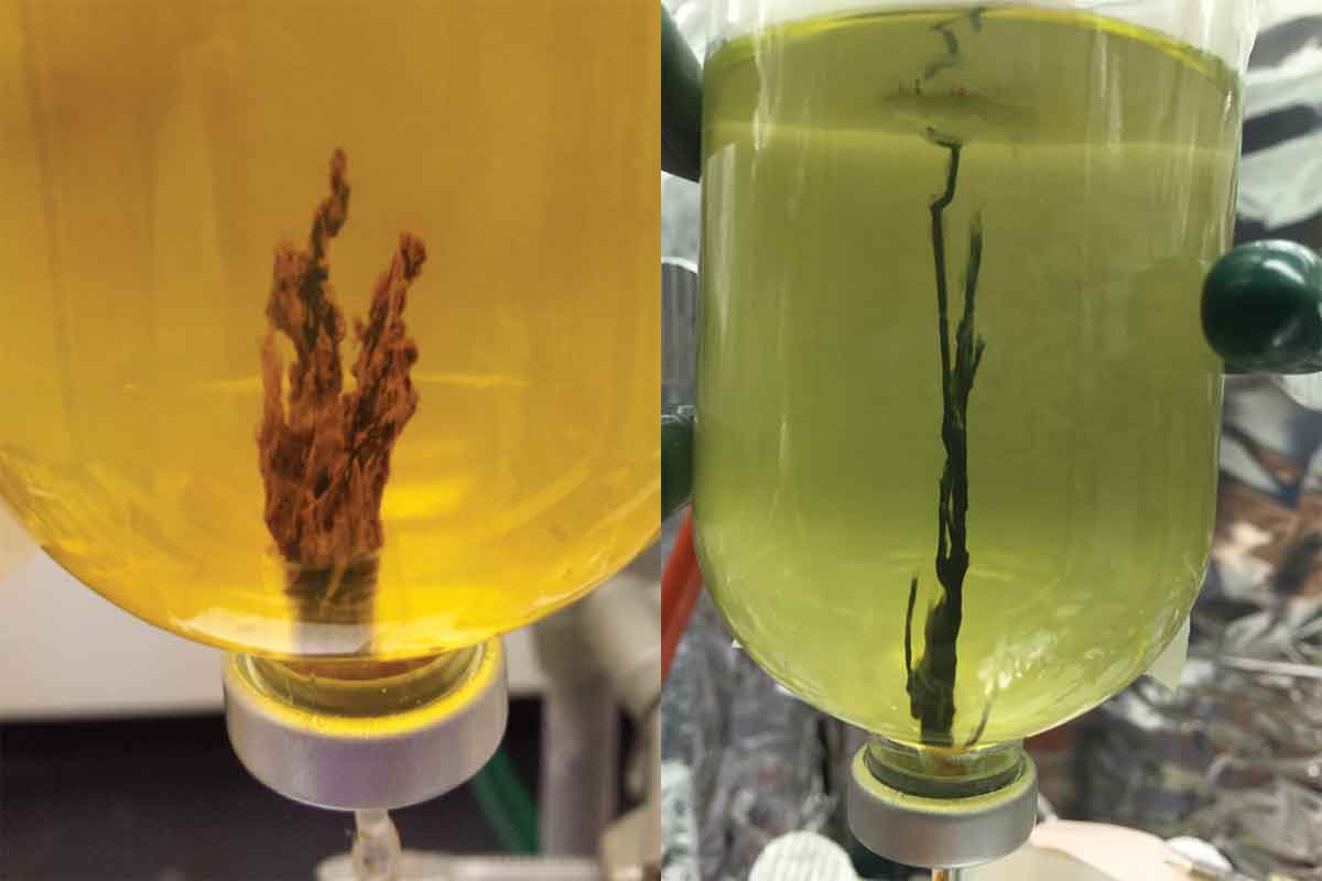 Chimneys of iron hydroxide (left) and iron sulphide (right) precipitate out of solution when alkaline fluids feed into these mimics of early Earth oceans