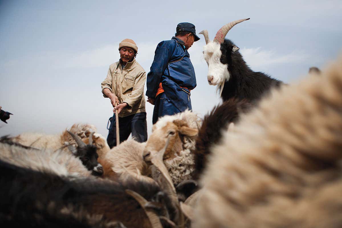 Mongolian herders