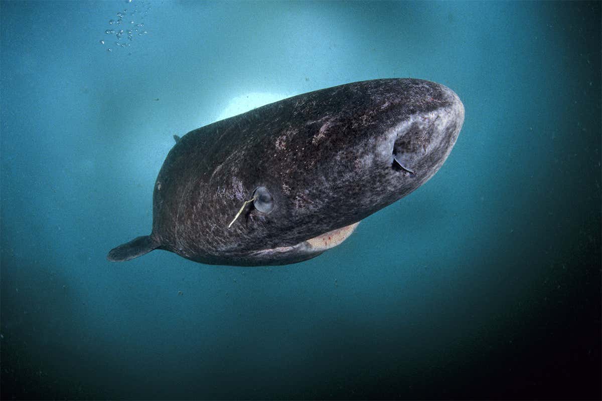A Greenland shark