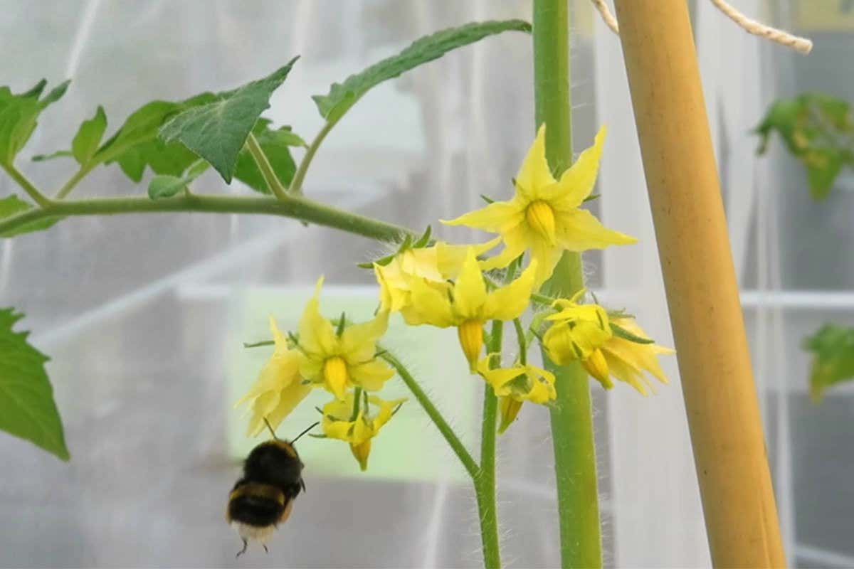 Bumblebee landing on a tomato plant