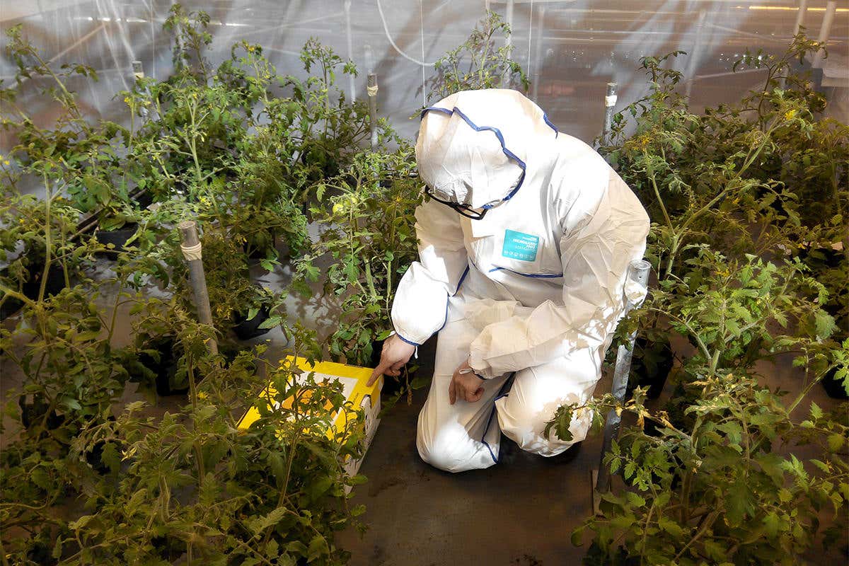 A person in a protective suit releasing bees into a greenhouse of plants