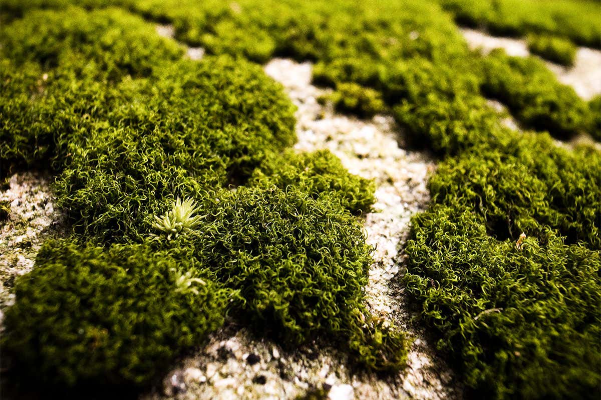 New Scientist. Science news and long reads from expert journalists, covering developments in science, technology, health and the environment on the website and the magazine.