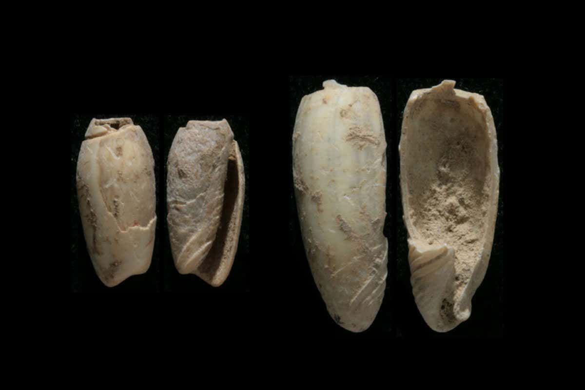 Two views of two shell beads from Jerimalai, one 9000 years old, the other 37,000 years old