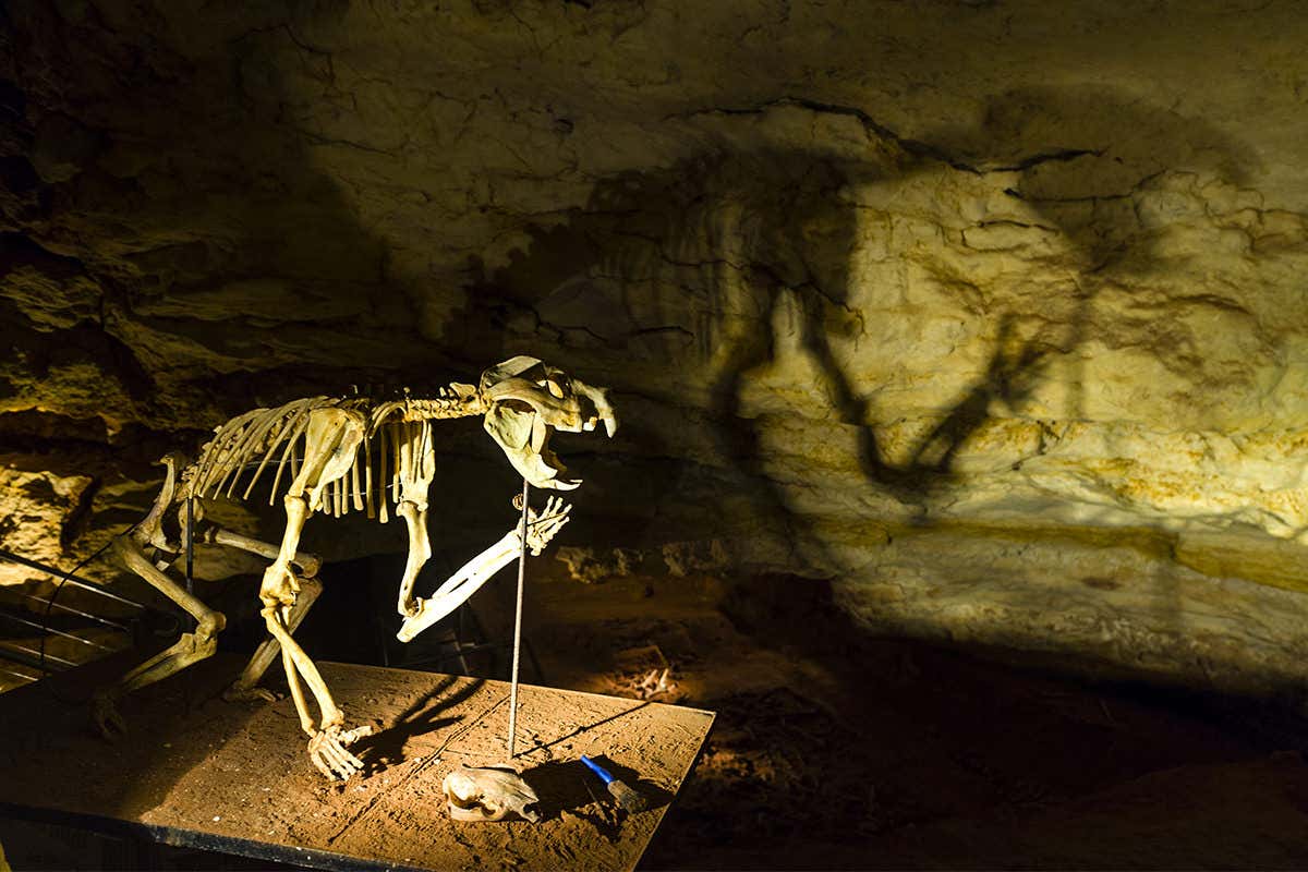 Thylacoleo carnifex skeleton