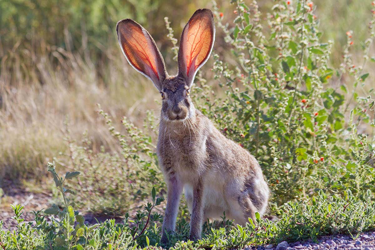 Mexican jackrabbit