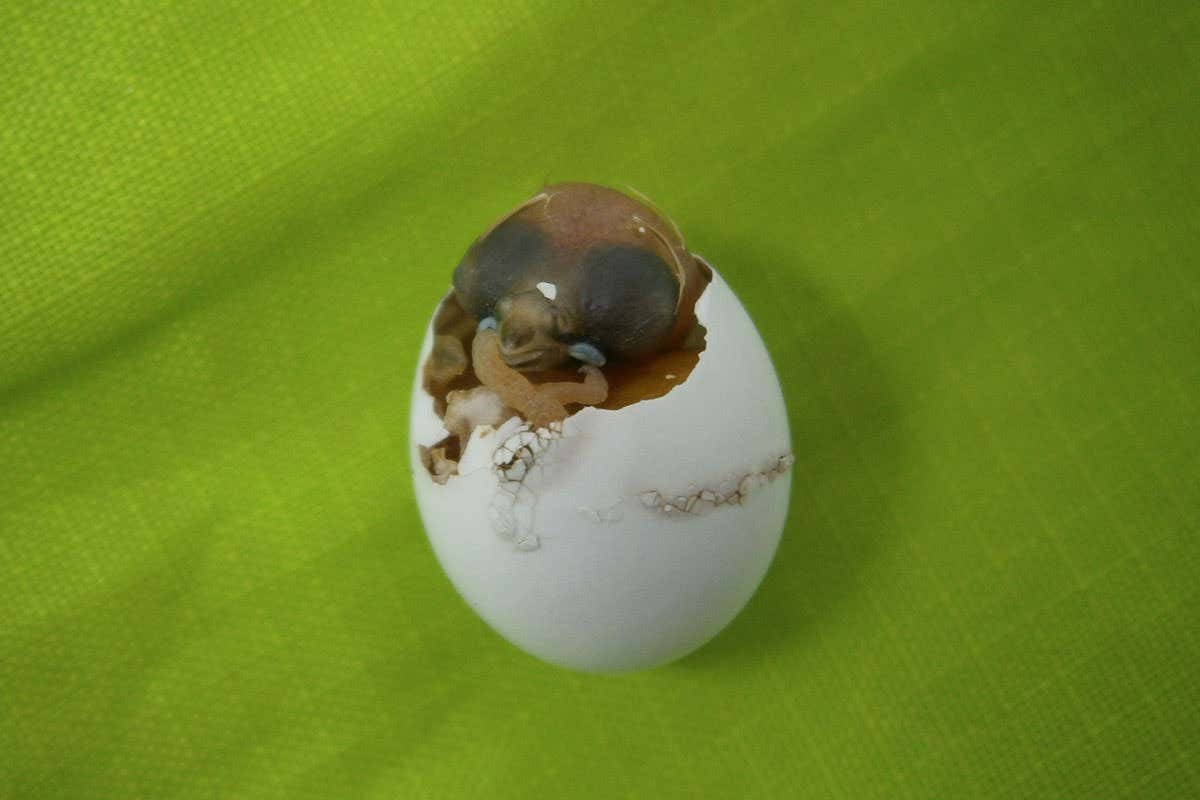 hatching egg
