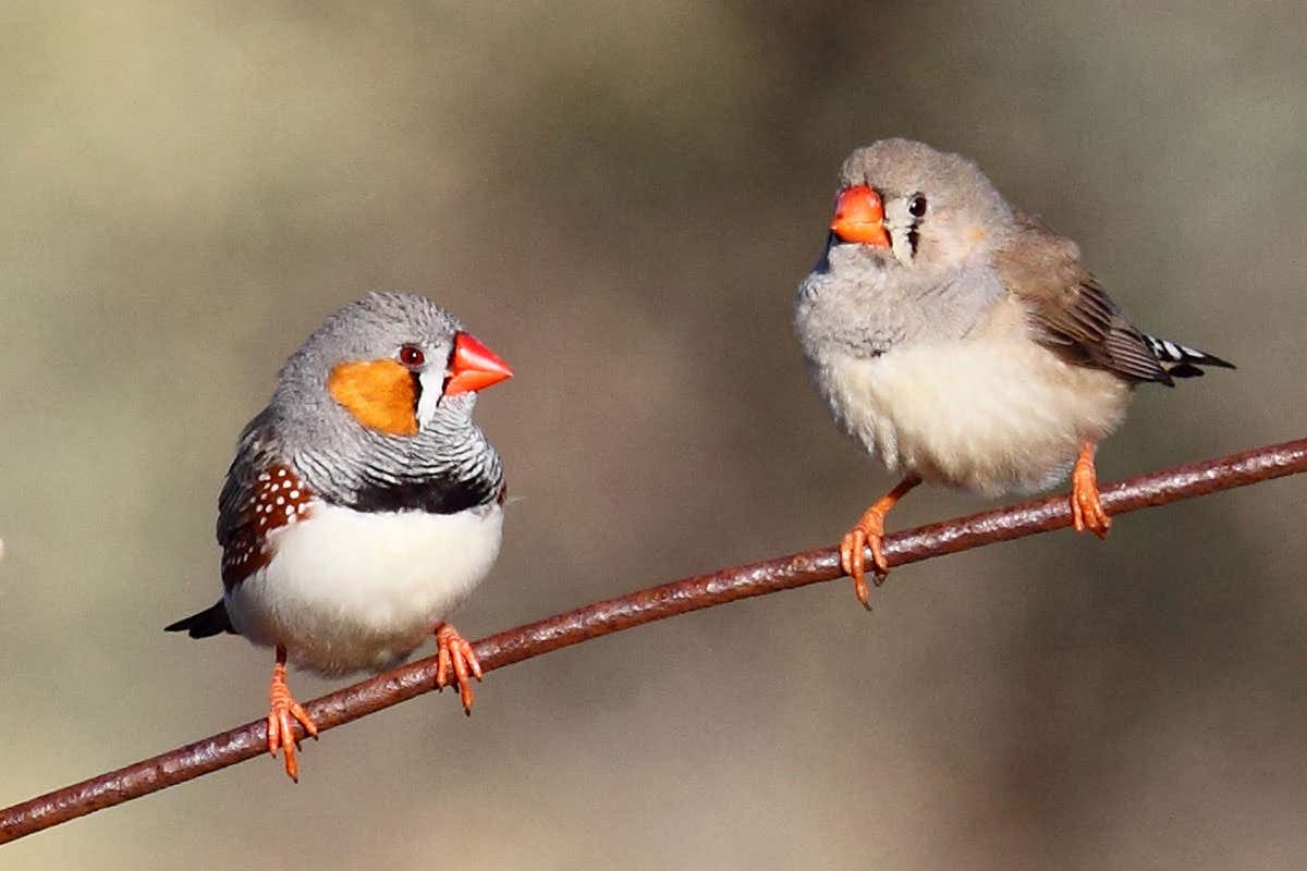 two zebra finches