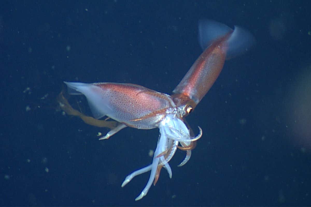 Gonatus squid eating another squid