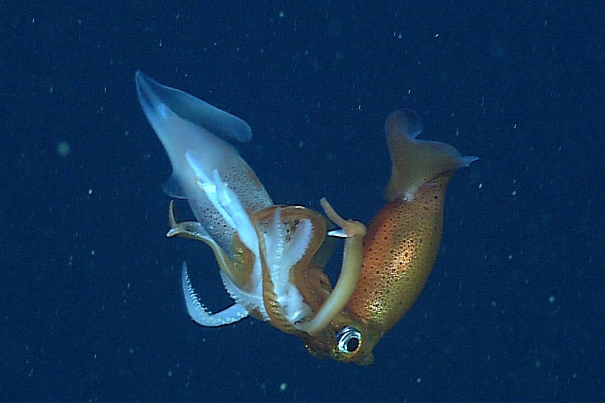 A Gonatus squid eating another squid